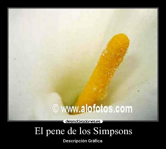 El pene de los Simpsons - Descripción Gráfica
