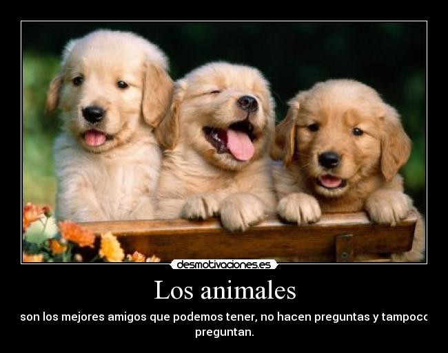 Los animales - 