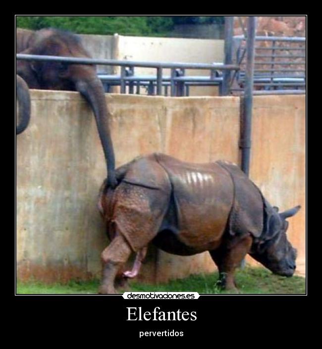 Elefantes - pervertidos