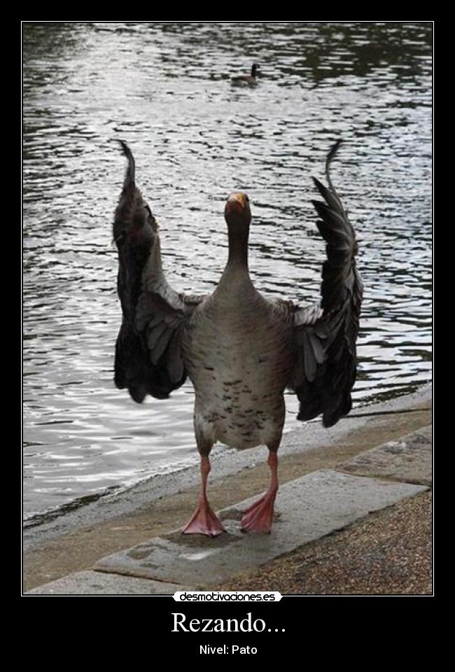 Rezando... - Nivel: Pato