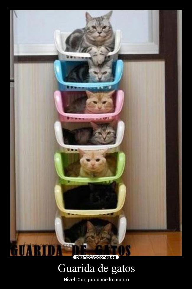 Guarida de gatos - Nivel: Con poco me lo monto