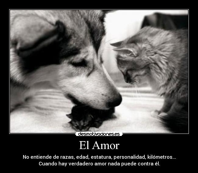 El Amor - 