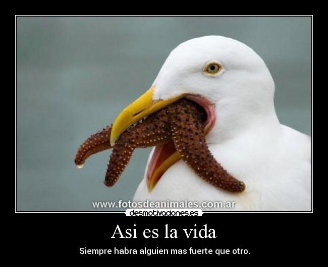 Asi es la vida - Siempre habra alguien mas fuerte que otro.