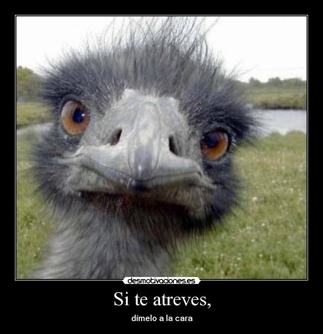 Si te atreves, - 