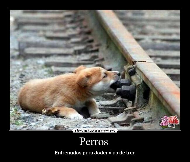 Perros  - Entrenados para Joder vias de tren