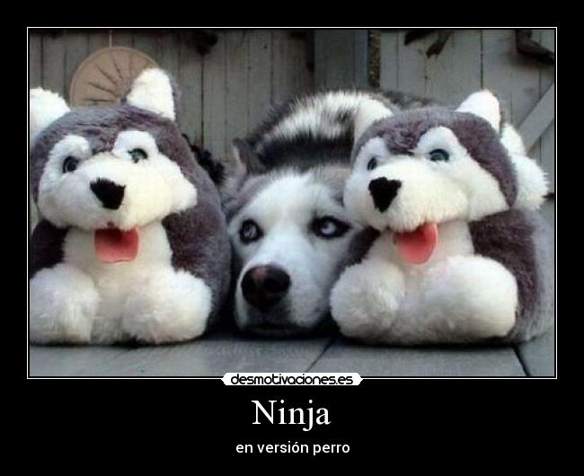 Ninja - 