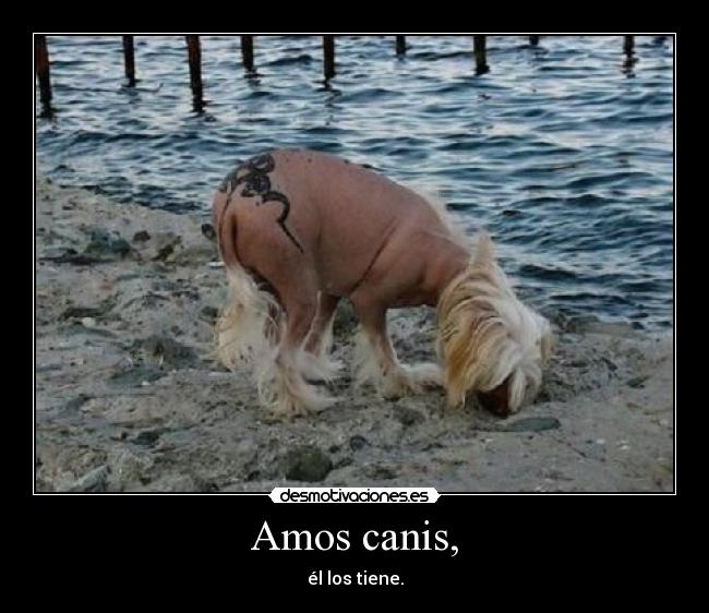 Amos canis, - 