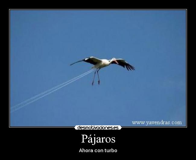 Pájaros - 