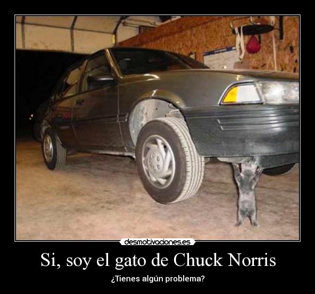 Si, soy el gato de Chuck Norris -