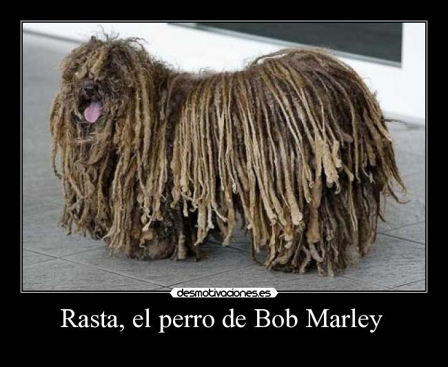 Rasta, el perro de Bob Marley  - 
