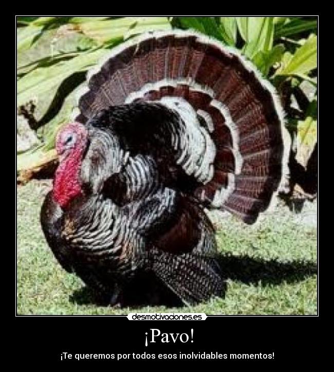 ¡Pavo! - ¡Te queremos por todos esos inolvidables momentos!
