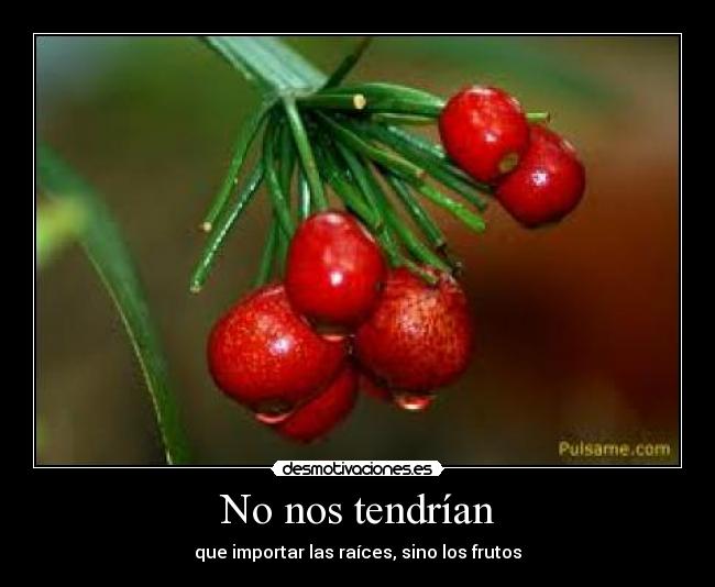 No nos tendrían - que importar las raíces, sino los frutos