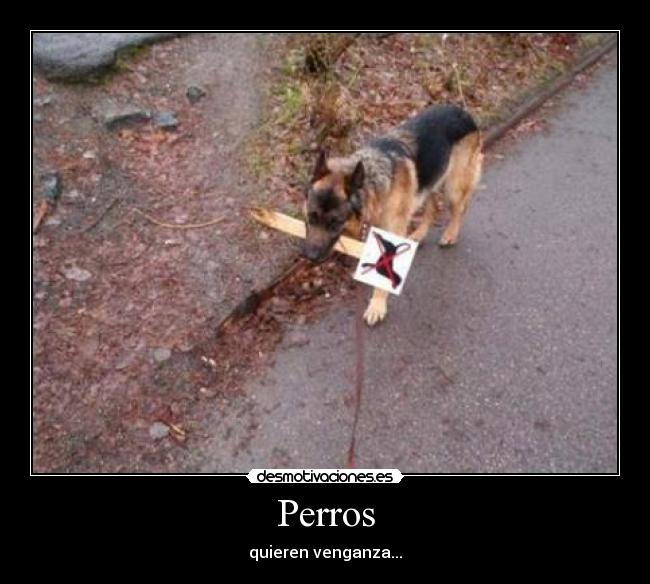 Perros -