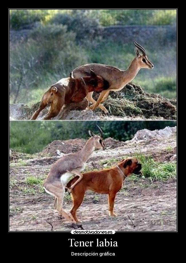 Tener labia -
