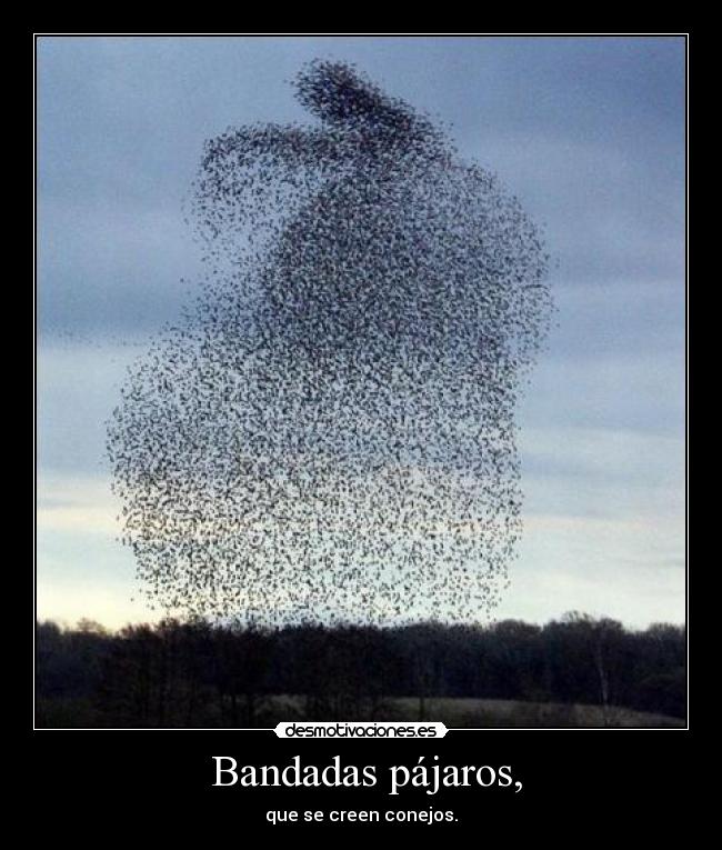 Bandadas pájaros, -