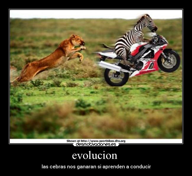 evolucion - las cebras nos ganaran si aprenden a conducir