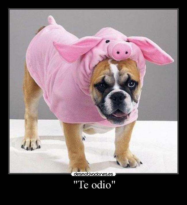 Te odio -