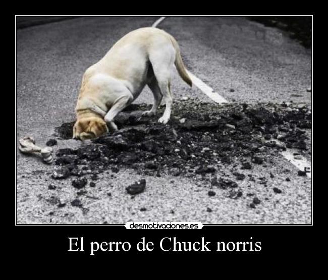 El perro de Chuck norris -