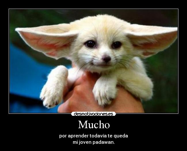 Mucho - 