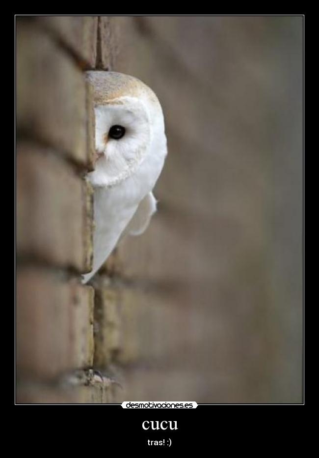 cucu - tras! :)