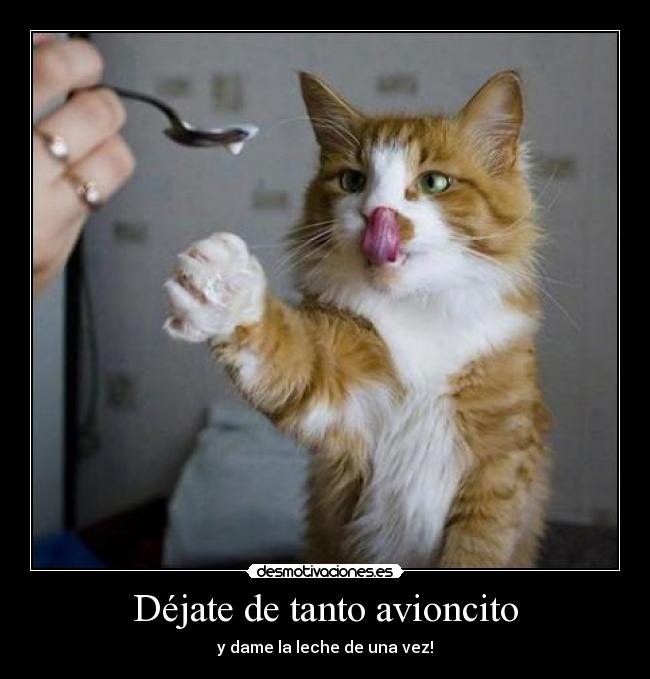 carteles gato leche avion desmotivaciones