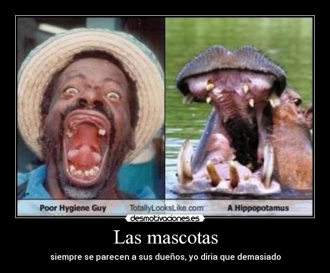 Las mascotas -