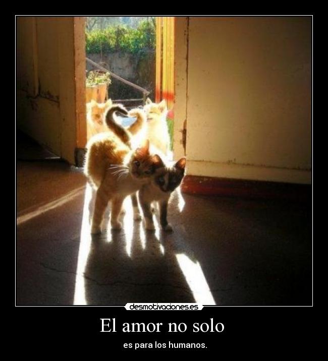 El amor no solo -