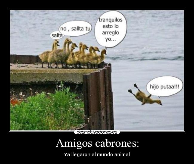 Amigos cabrones: - Ya llegaron al mundo animal