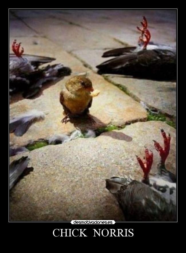 CHICK NORRIS -