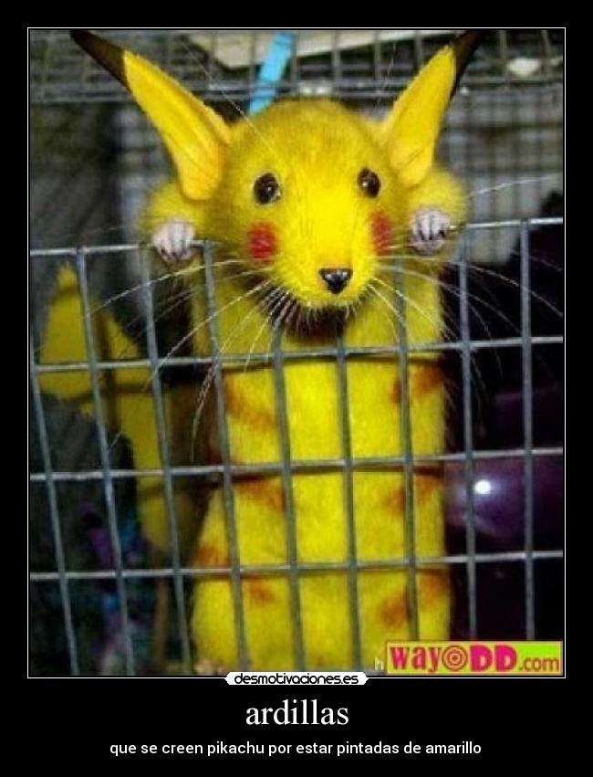 ardillas -