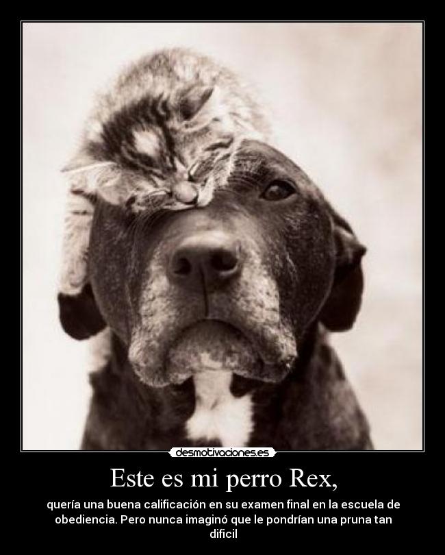 Este es mi perro Rex, - 