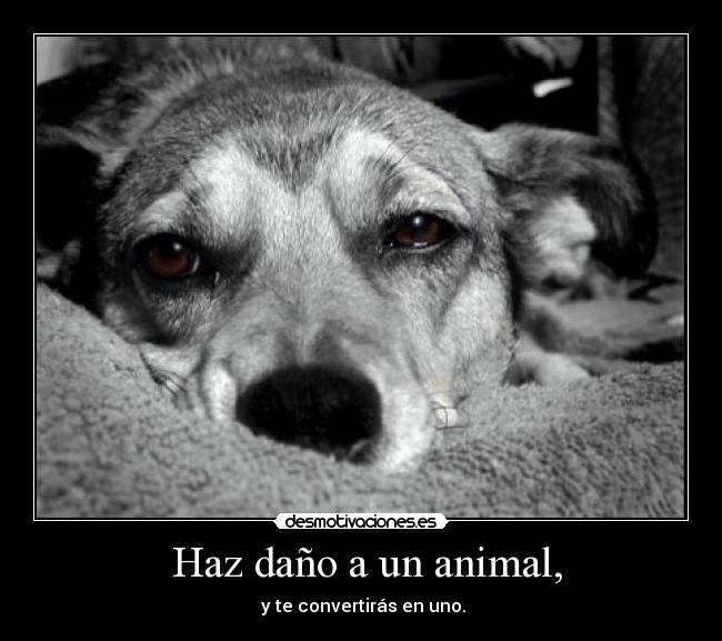 Haz daño a un animal, -