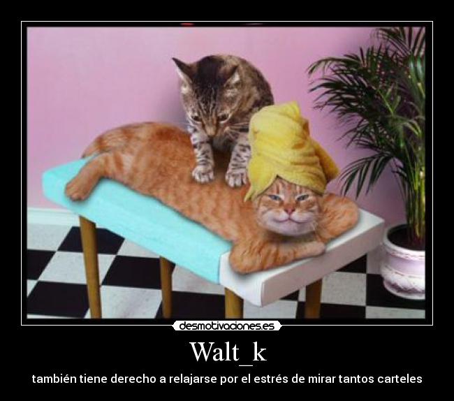 carteles gato desmotivaciones