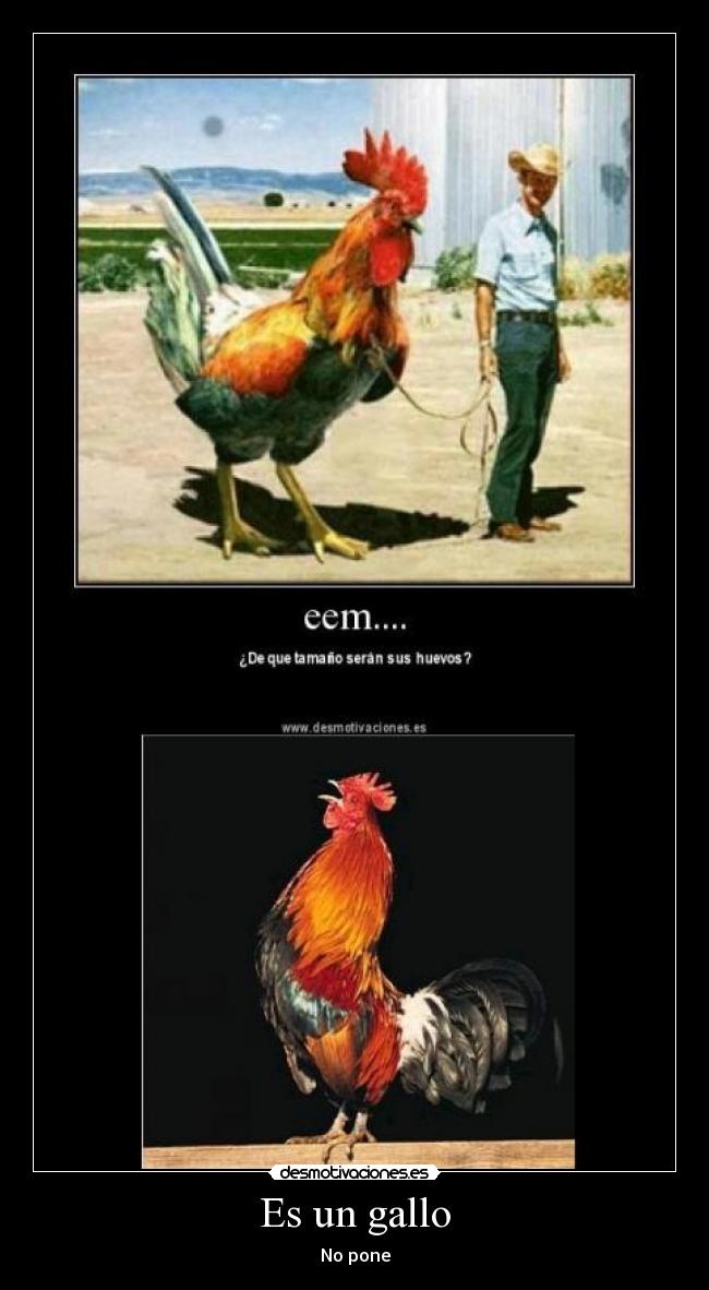 Es un gallo -