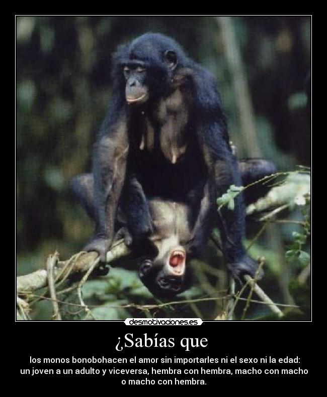 ¿Sabías que - los monos bonobohacen el amor sin importarles ni el sexo ni la edad:
un joven a un adulto y viceversa, hembra con hembra, macho con macho
o macho con hembra.