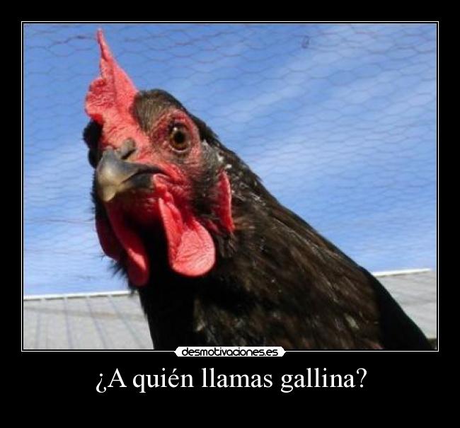 ¿A quién llamas gallina? - 