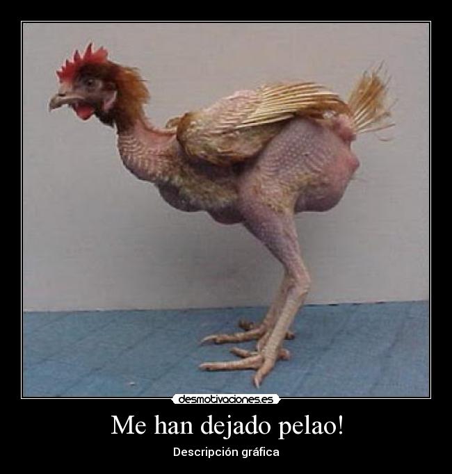 Me han dejado pelao! -