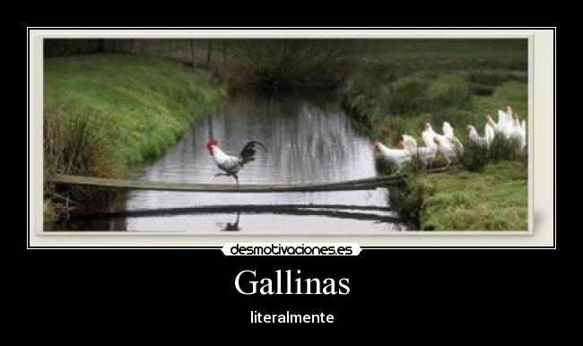 Gallinas - 