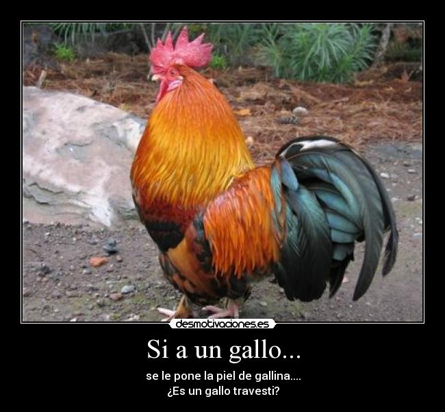 Si a un gallo... - 