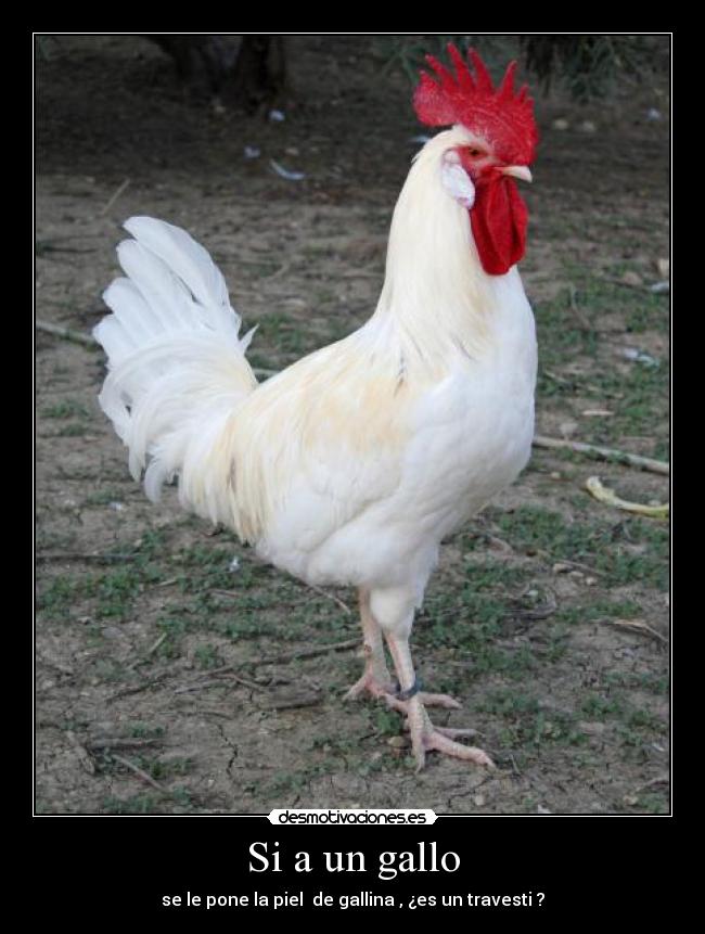 Si a un gallo -
