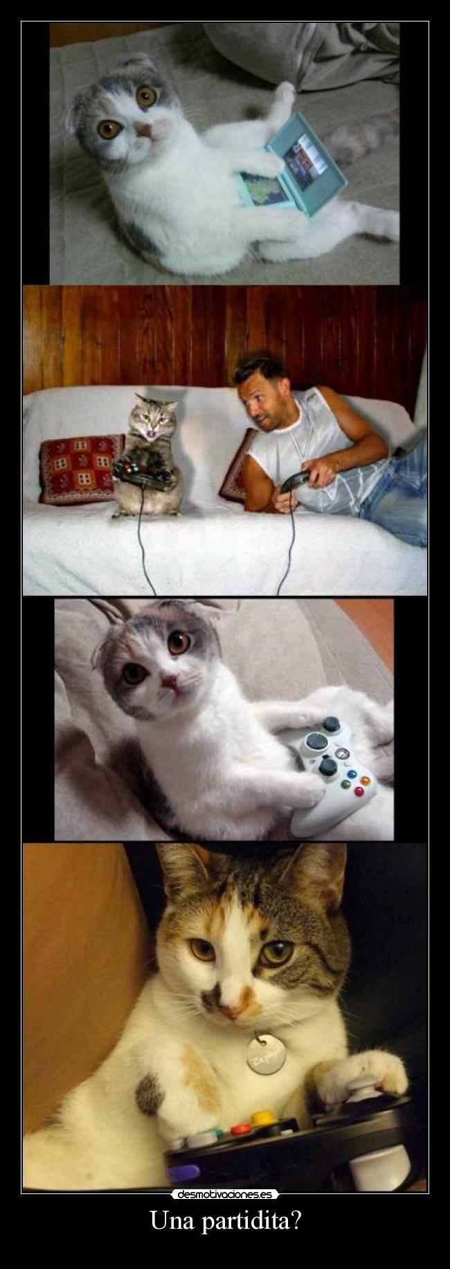 carteles gamer viedojuego video juego gatoscat desmotivaciones