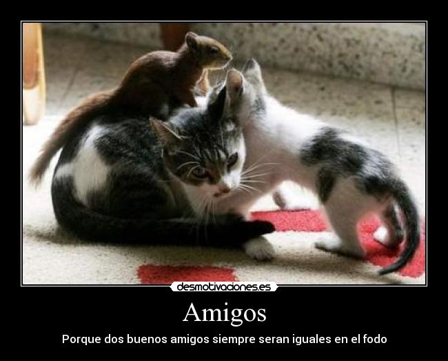 Amigos -