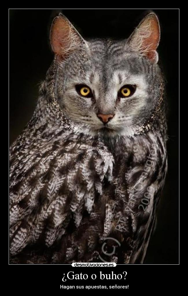 ¿Gato o buho? - Hagan sus apuestas, señores!