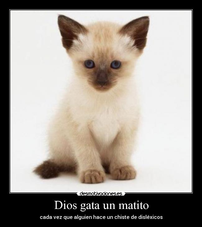 Dios gata un matito - cada vez que alguien hace un chiste de disléxicos