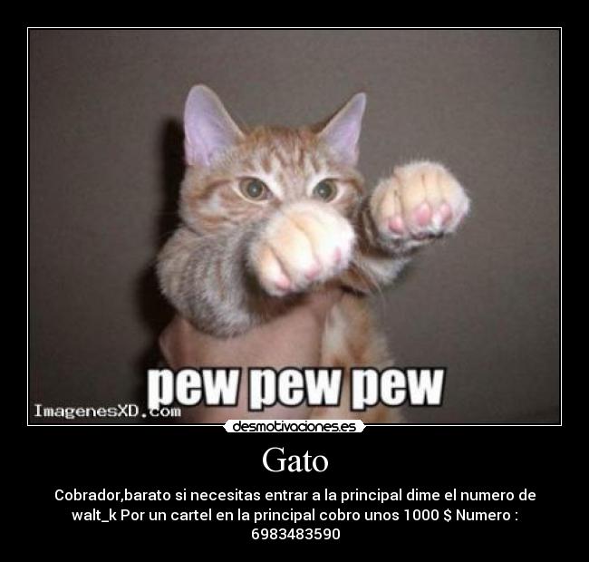 Gato -