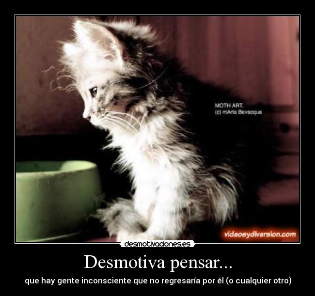 carteles gatito tierno lindo triste pobre desmotiva pensar que tal vez vaya regresar animalito bonito desmotivaciones