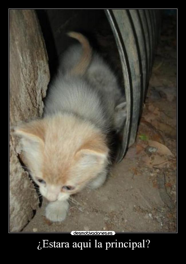 ¿Estara aqui la principal? -