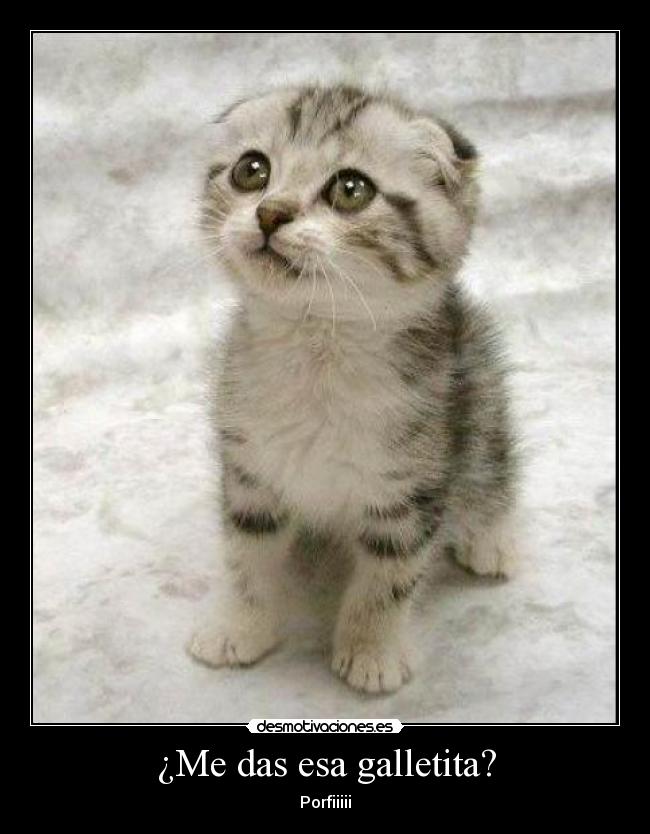 carteles gato desmotivaciones