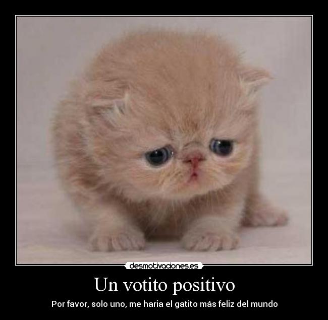 Un votito positivo - Por favor, solo uno, me haria el gatito más feliz del mundo