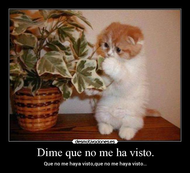 Dime que no me ha visto. - Que no me haya visto,que no me haya visto...
